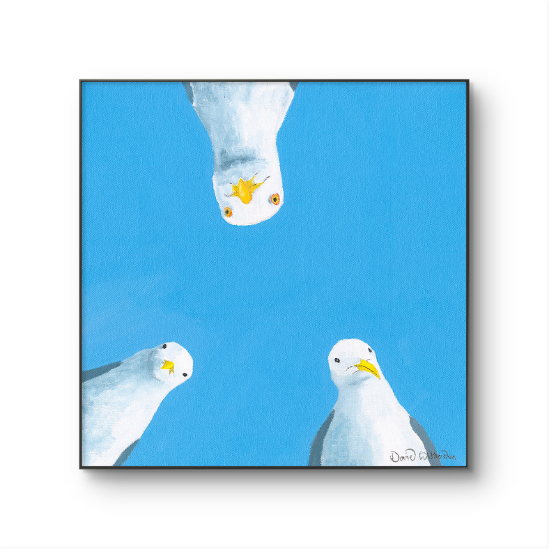 Three seagulls against a blue background
